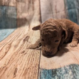 Maya - Red  female Poodle puppy in New Berlin, New York from Morningstar Poodles