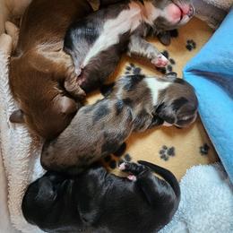 Cyclone - Dapple male Dachshund puppy in Franklin, West Virginia from Long Mountain Long Dogs