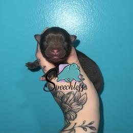 Flynn - Chocolate and tan male Pomeranian puppy in Perry County, Ohio from Speechless Pom’s