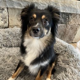 Torvi - Toy Australian Shepherd
