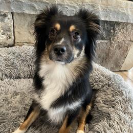 Torvi - Toy Australian Shepherd