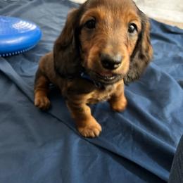 Blue - Red male Dachshund puppy in Hemet, California from Rare Treat Dachshunds