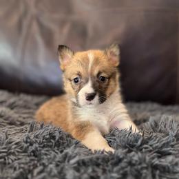 MO-F02 - Red female Pembroke Welsh Corgi puppy in Stockton, Iowa from Infinity Corgis