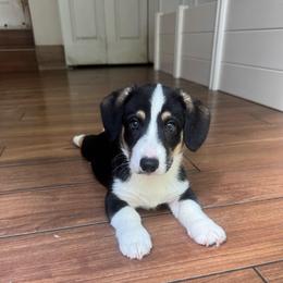 Handsome - Black and white male Cardigan Welsh Corgi puppy in Wekiwa Springs, Florida from It is Corgiland