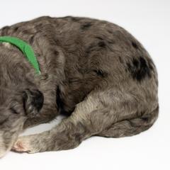 Phillip - Double Doodle puppy in Houston, Texas from Texas Castle Doodles