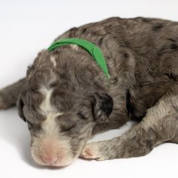 Phillip - Double Doodle puppy in Houston, Texas from Texas Castle Doodles