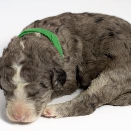 Phillip - Double Doodle puppy in Houston, Texas from Texas Castle Doodles