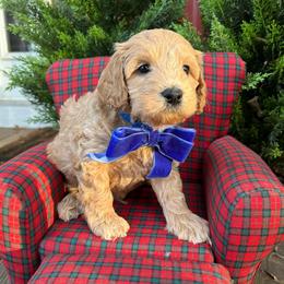 SHELDON - Apricot male Schnoodle puppy in Fredericksburg, Virginia from Growing Puppies