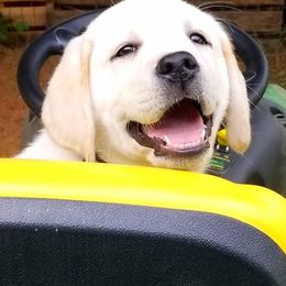 Labrador Retrievers from Above & Beyond LLC