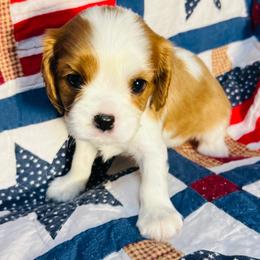 Shelby - Blenheim female Cavapoo puppy in Springfield, Missouri from Ozark Mountain Cavaliers