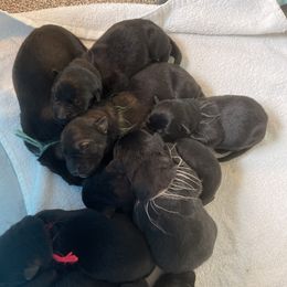 German Shepherd Puppies from Shepherds Vom BLR Haus