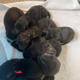 German Shepherd Puppies from Shepherds Vom BLR Haus
