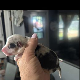 Garth - Blue male Companion Cross puppy in Post Falls, Idaho from Splootin’ around Corgi’s