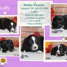 Luffy - Black tri male Miniature Australian Shepherd puppy in Asheboro, North Carolina from Stellar Aussies