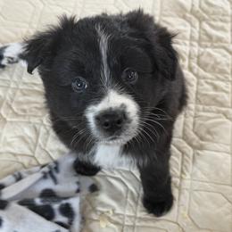 Bear - Black & white male Australian Shepherd puppy in Flemington, New Jersey from Aislin Fields
