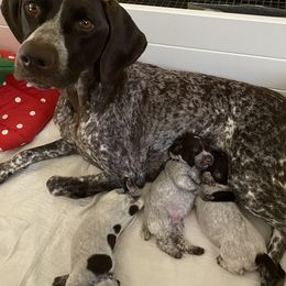German Shorthaired Pointer Puppies from Brija German Shorthaired Pointers
