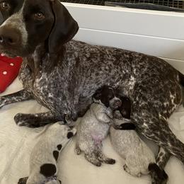German Shorthaired Pointer Puppies from Brija German Shorthaired Pointers