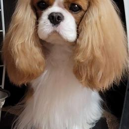 Amigo - Cavalier King Charles Spaniel