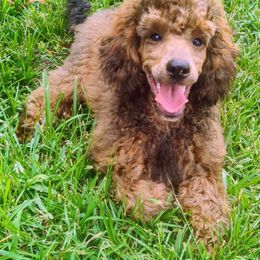 Poodle Puppies from Bindi's Pups