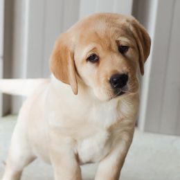 Labrador Retrievers from River Daze Retrievers
