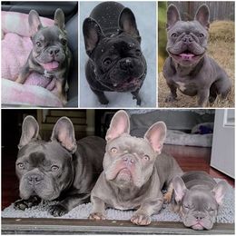 French Bulldogs from Mak's French Bulldogs