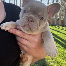 Chloe - Tricolors female French Bulldog puppy in Klamath Falls, Oregon from Brittany's French Bulldogs