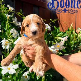 Blue collar boy - Apricot male Goldendoodle puppy in Fairfield, California from Twin Sisters Doodles