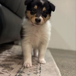 HollyBerry - Black white and tan female Collie puppy in Underwood, Indiana from Third Gen Collies