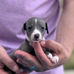 Girl 1 - Blue female Italian Greyhound puppy in Sugar Valley, Georgia from Pinnacle Farm and Kennel