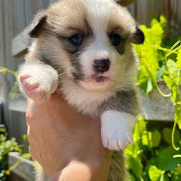 Female 3 - Sable female Pembroke Welsh Corgi puppy in Hueytown, Alabama from AAA Corgis