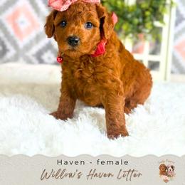 Haven - Red  female Goldendoodle puppy in Atlanta, Georgia from Teddy Puppies