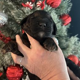 Mary - Phantom female Goldendoodle puppy in Prosperity, Pennsylvania from Stelladoodles & Company