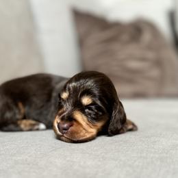 Dachshund Puppies from Doxie View Acres