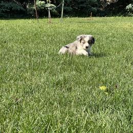 BMM1 - Blue merle male Miniature Australian Shepherd puppy in Lexington, Nebraska from Osborne's Aussies