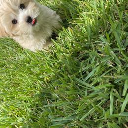 Gorgeous Cream Teddy Bear Male Shorkie  1000 this weekend only - Gold male Shorkie puppy in Land O Lakes, Florida from Tiny Tales Co.