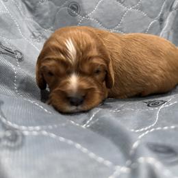 Spin - Ruby male Cavalier King Charles Spaniel puppy in Algona, Iowa from Pine Haven Cavaliers
