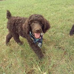 Poodle Puppies from Twisted Oak Poodles