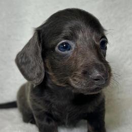 Ricardo - Gray (blue) and tan male Dachshund puppy in Long Beach, California from Mini Dachshund Pups LB