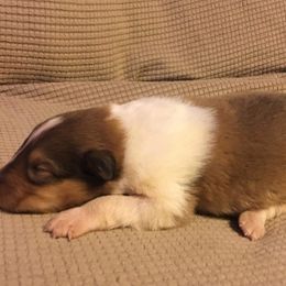 Collie Puppies from Heritage Salt Lake Kennels