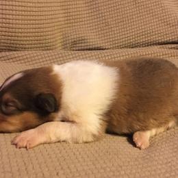 Collie Puppies from Heritage Salt Lake Kennels