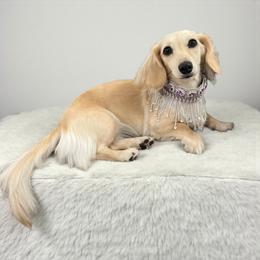 Lili - Dachshund