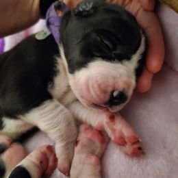 Great Dane Puppies from Dog in Mind Danes