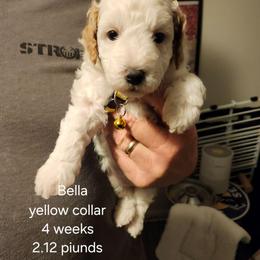 Yellow collar  Bella and Red Collar Loula - Cream female Goldendoodle puppy in Fairmount, Indiana from Capens' Doodles,Poodles and Poo's