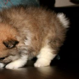 Pomeranian Puppies from Lilmonster Pomeranians