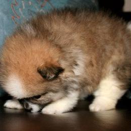 Pomeranian Puppies from Lilmonster Pomeranians
