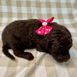 Berry - Chocolate female Labradoodle puppy in Candler, North Carolina from Maple Bakin’ Doodles