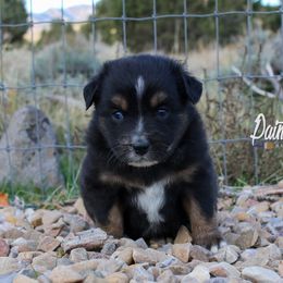 Australian Shepherd, Miniature American Shepherd, and Miniature Australian Shepherd Puppies from Painted Blue Aussies
