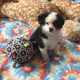 Lady - Black tri female Miniature American Shepherd puppy in Garysburg, North Carolina from Schaefer's Miniature American Shepherds
