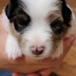 Miniature Australian Shepherds and Toy Australian Shepherds from Ollie's Aussies