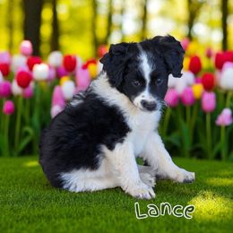 Lance - Black and white male Aussiedoodle puppy in Lebanon, Oregon from Abbott Family Farm